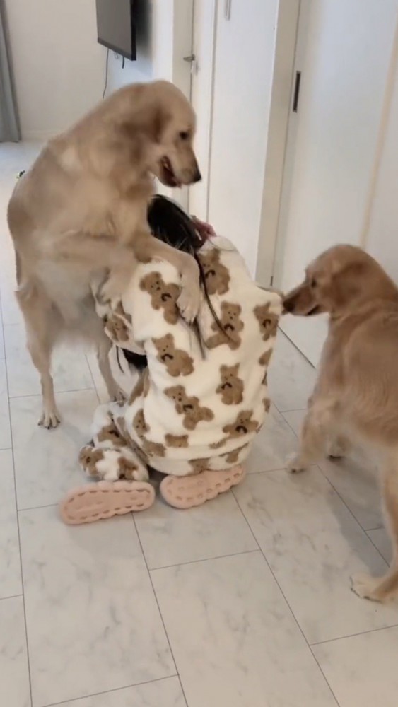 左から女性に覆い被さる犬、右から引っ張る犬
