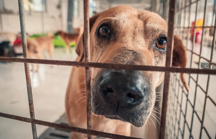 シェルターで暮らす犬