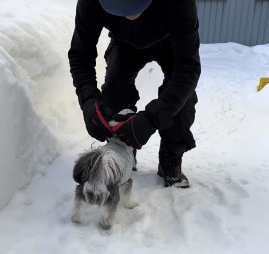 服を整えてもらう犬