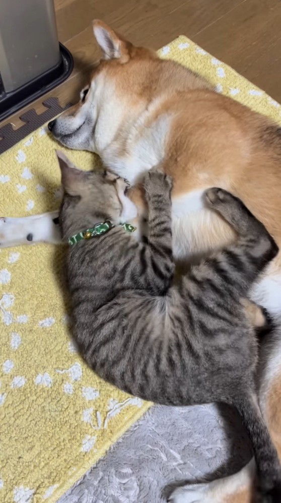 犬の前足を甘噛みする猫