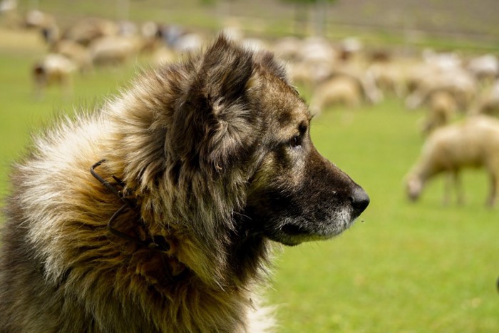 羊を見ている牧羊犬