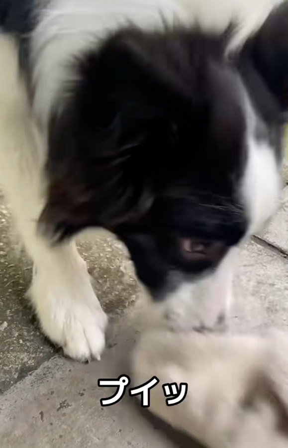 手袋を落とすワンコ