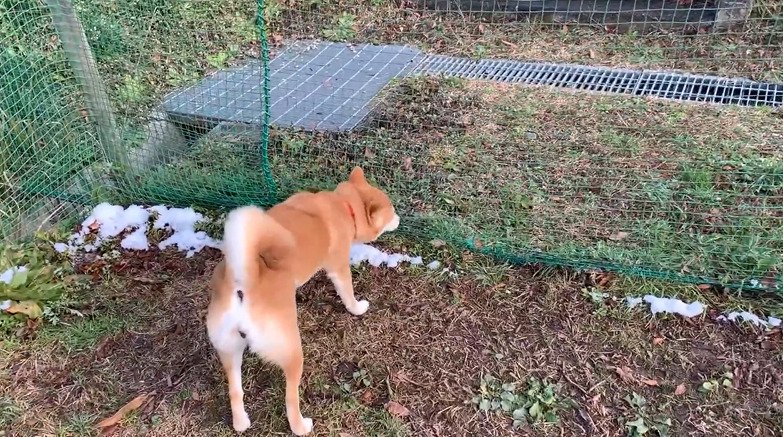 ネットに鼻を近づける犬