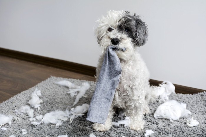 靴下をくわえている犬と足元に散らばった綿