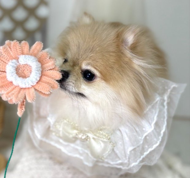 モデル