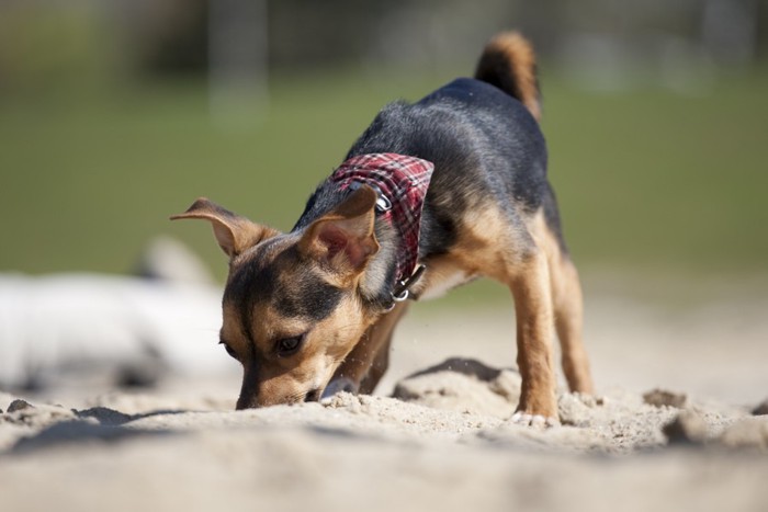 匂いを嗅ぐ犬