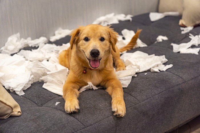 ティッシュをボロボロにする犬