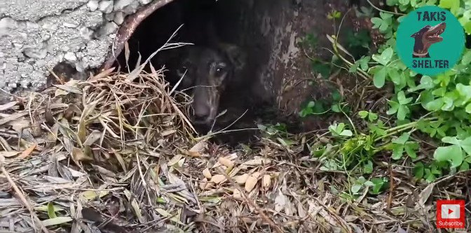 穴からのぞく犬