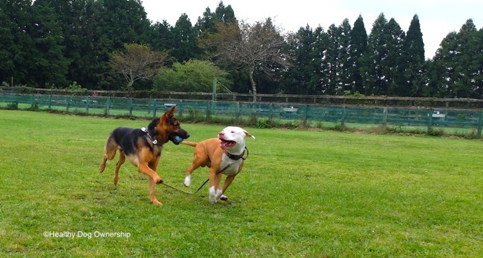 走っている2匹の犬