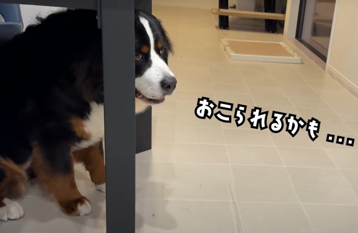 テーブルの下で座る犬