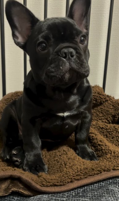 毛布の上に座るフレンチブルドッグ