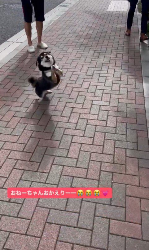 ネモちゃんの熱烈歓迎4