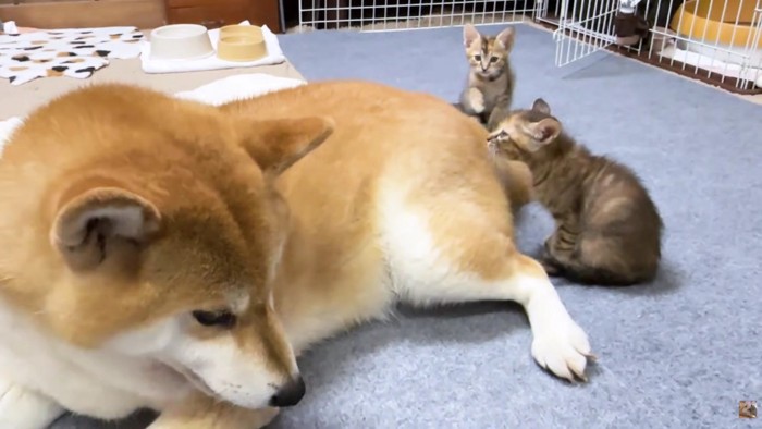 「なんのにおい?」