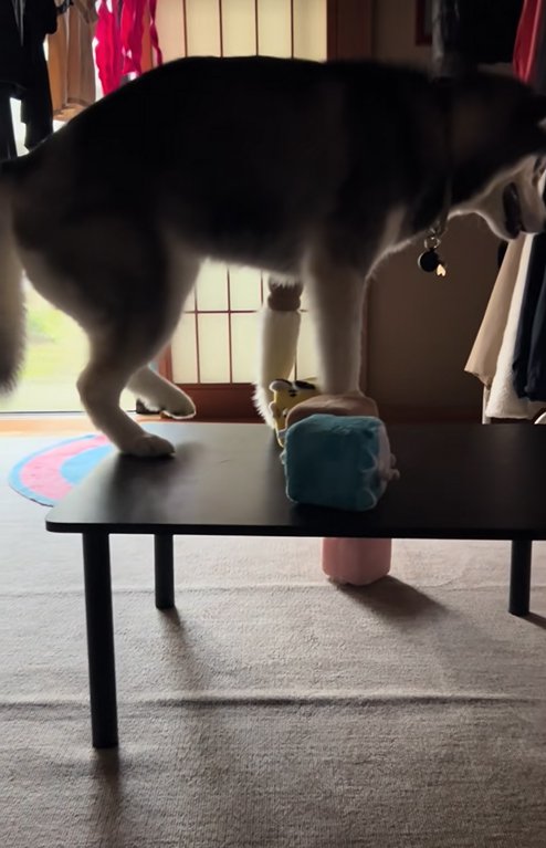 足を引っ込める大型犬