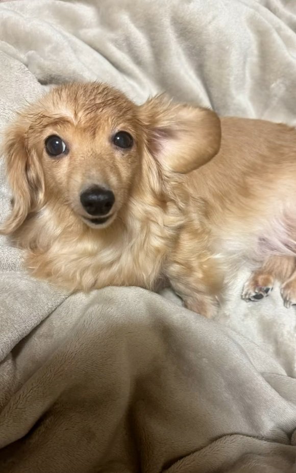 ヘアセットが完成したピースちゃん