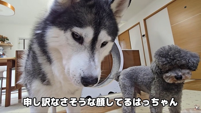「僕を抱っこしたせいだよね…ごめんね」