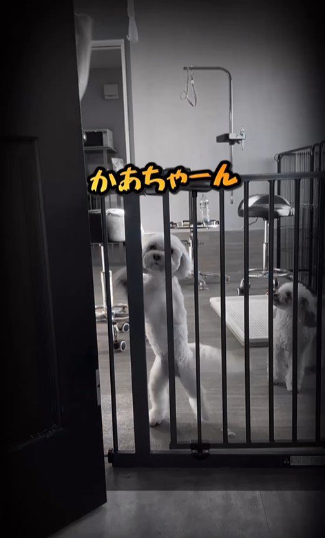 はるちゃん＆なつちゃんのお迎え⑩