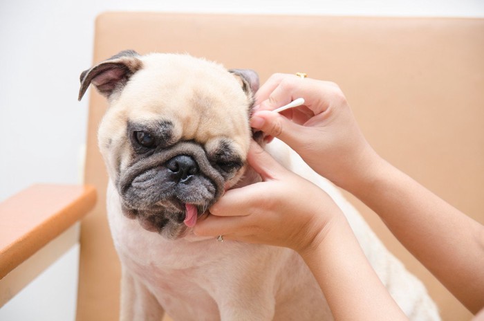 綿棒で耳掃除される犬