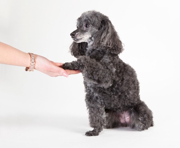 トレーニング中の犬