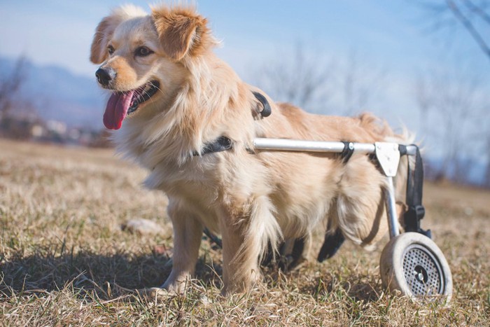 車いすを装着している犬