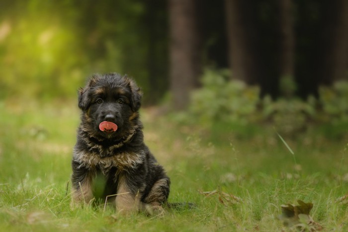 森とシェパードの子犬