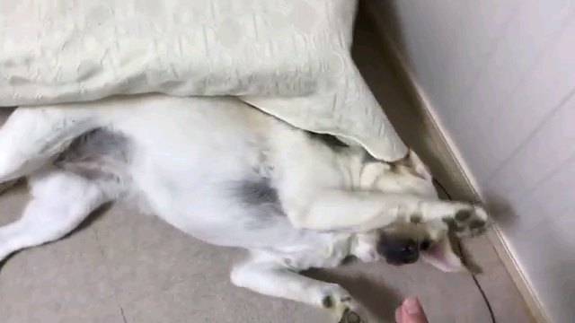 お腹見せる犬