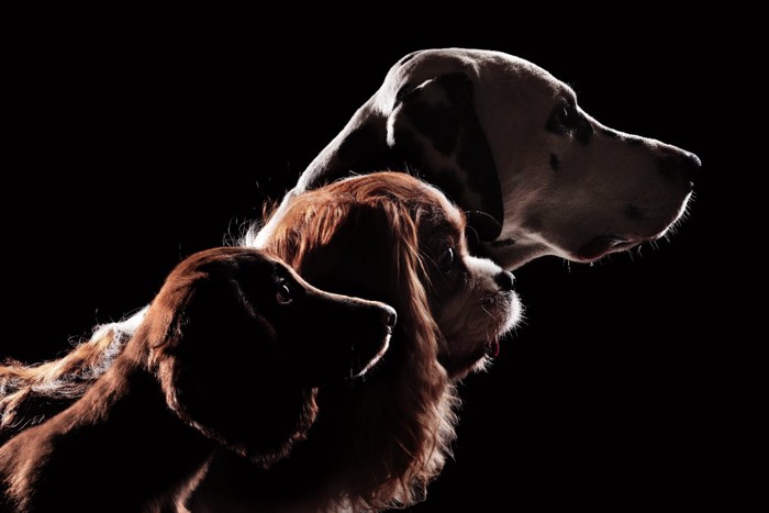 3頭の種類の違う犬たちの横顔