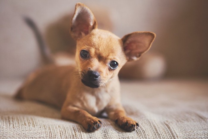 首をかしげる犬