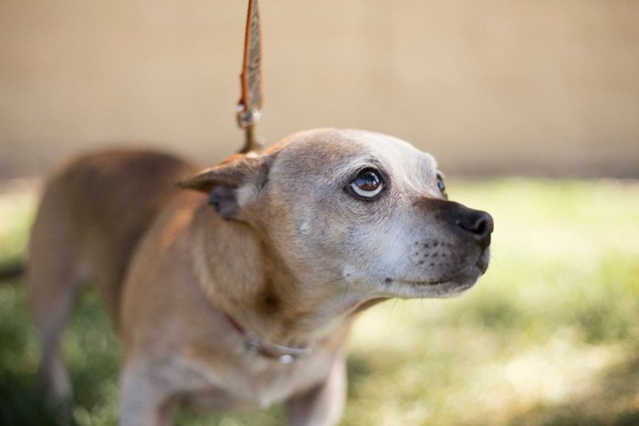 怯えた様子の小型犬