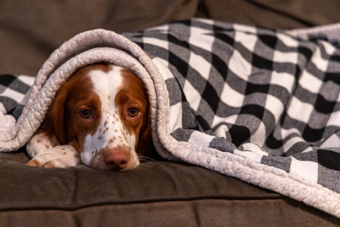 ソファの上で眠そうな犬