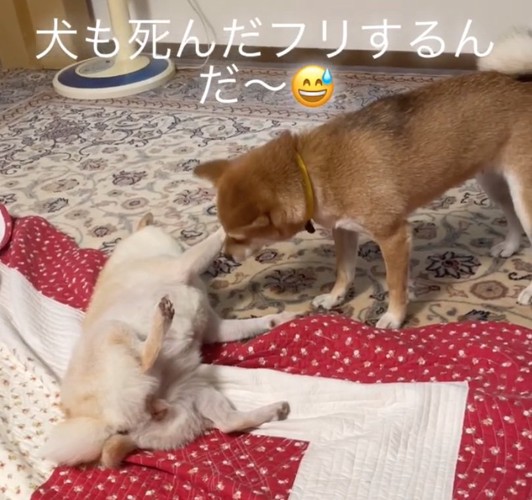 戸惑う柴犬