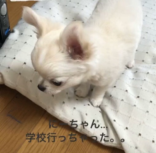 うつむく犬