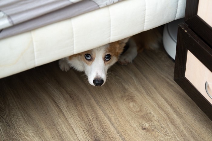 ベッドの下に潜る犬