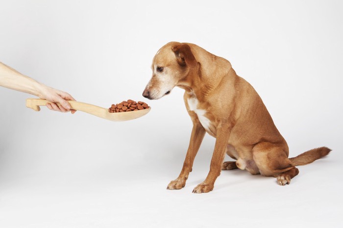 ドッグフードと犬