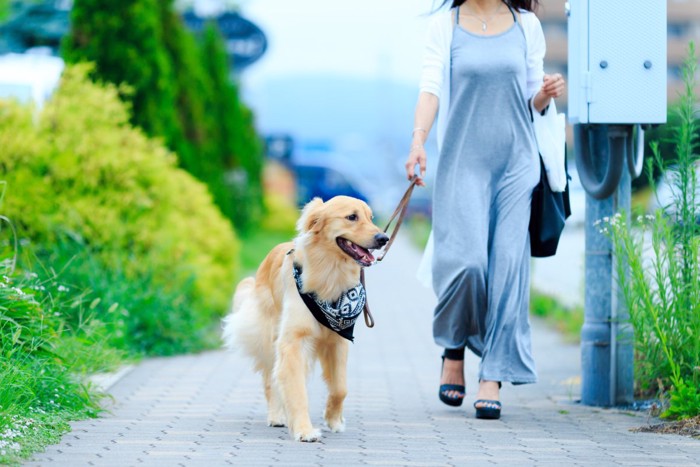 歩道を歩く大型犬と女性