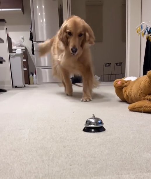 ベルに向かって来る大型犬