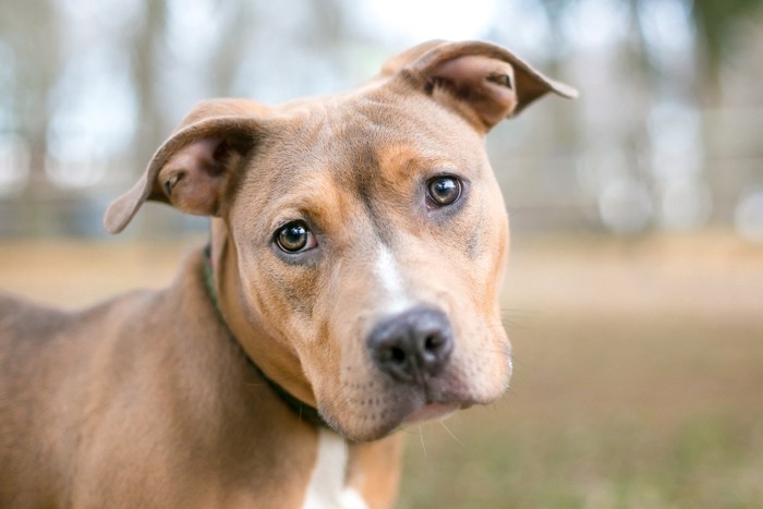 呼ばれて飼い主を確認しようと振り向く犬