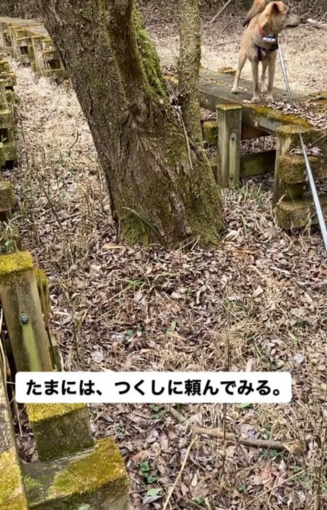 右の遊歩道を歩いていた垂れ耳の犬に合図を送る飼い主