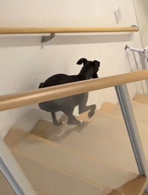 コミカルな動きが可愛い！