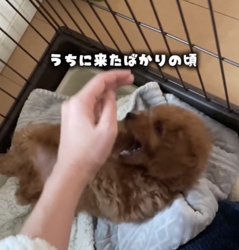 寝転ぶ子犬に手を伸ばす人