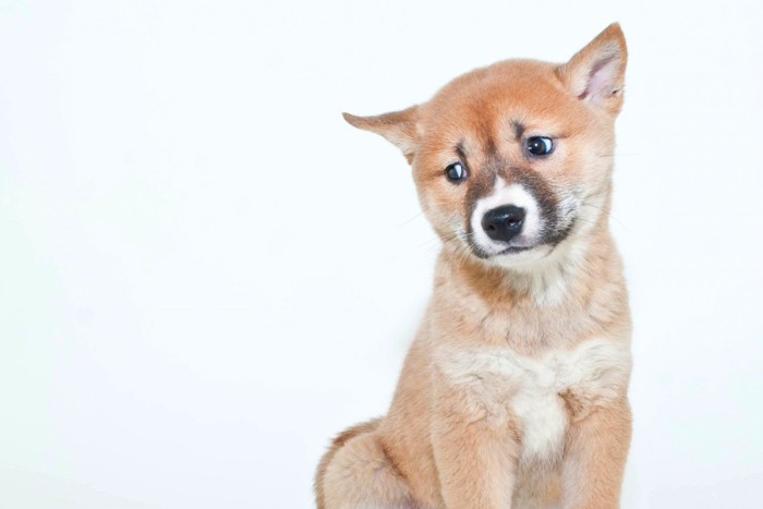 困った表情の子犬