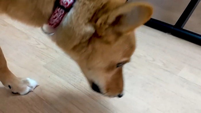 茶色い犬の横顔