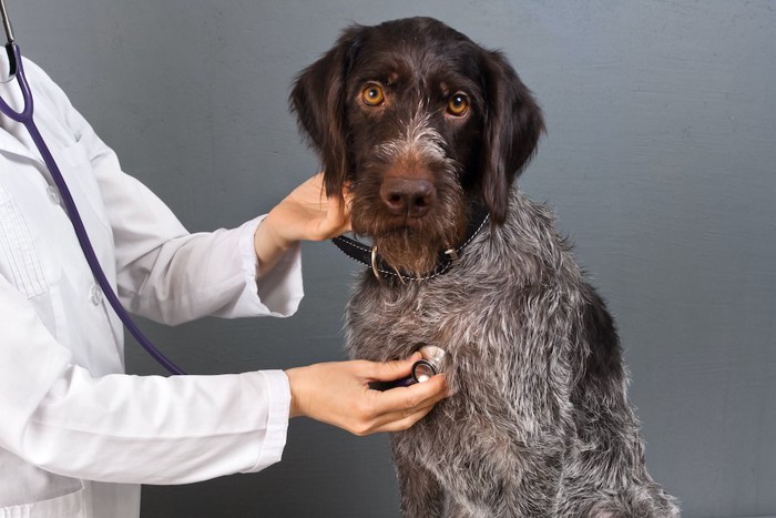 獣医師に聴診器を当てられている犬