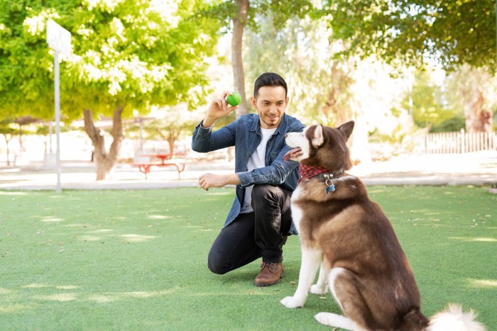 ボールを見せる男性と待つ犬