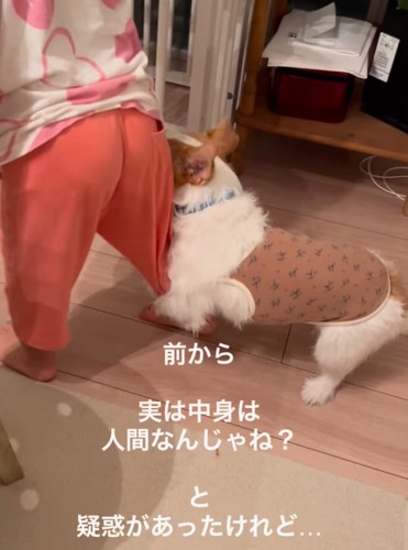 重石のような犬