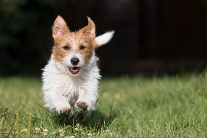 楽しそうに走り回る犬