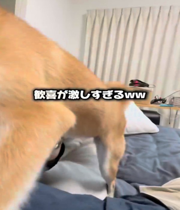 アップの犬2