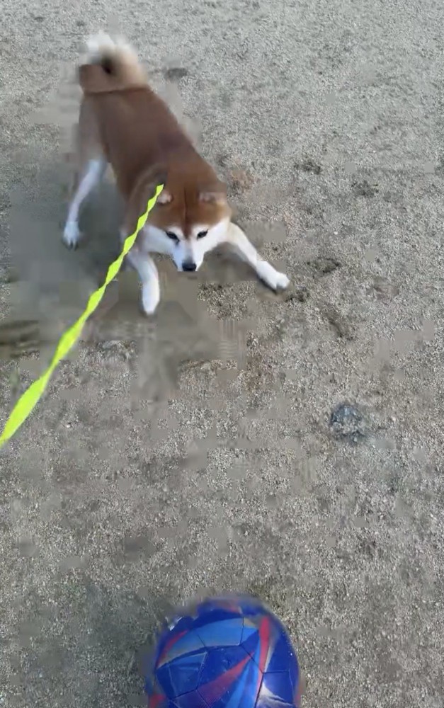 ボールの前で低く構える犬