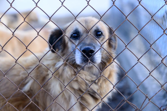 フェンス越しにこちらを見つめている垂れ耳の犬