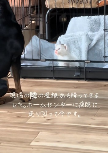 泣き声を出す子猫